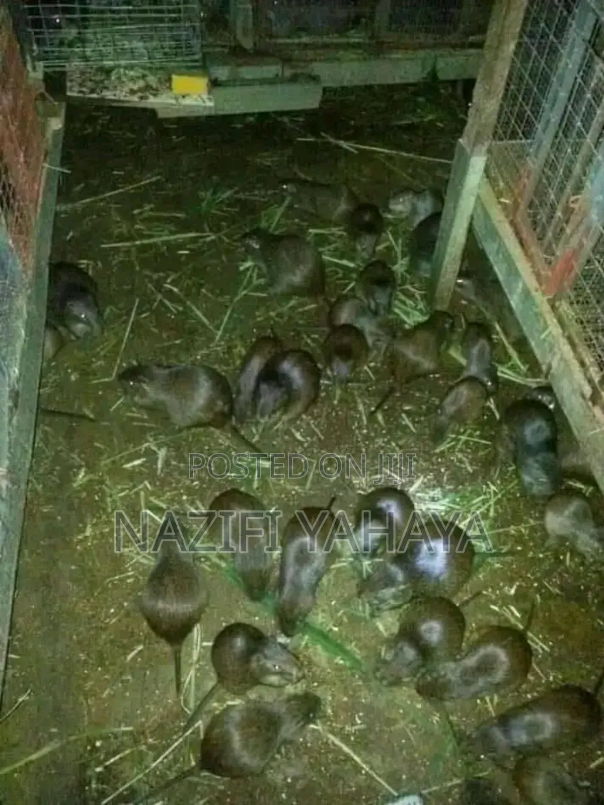 Poultry Livestock