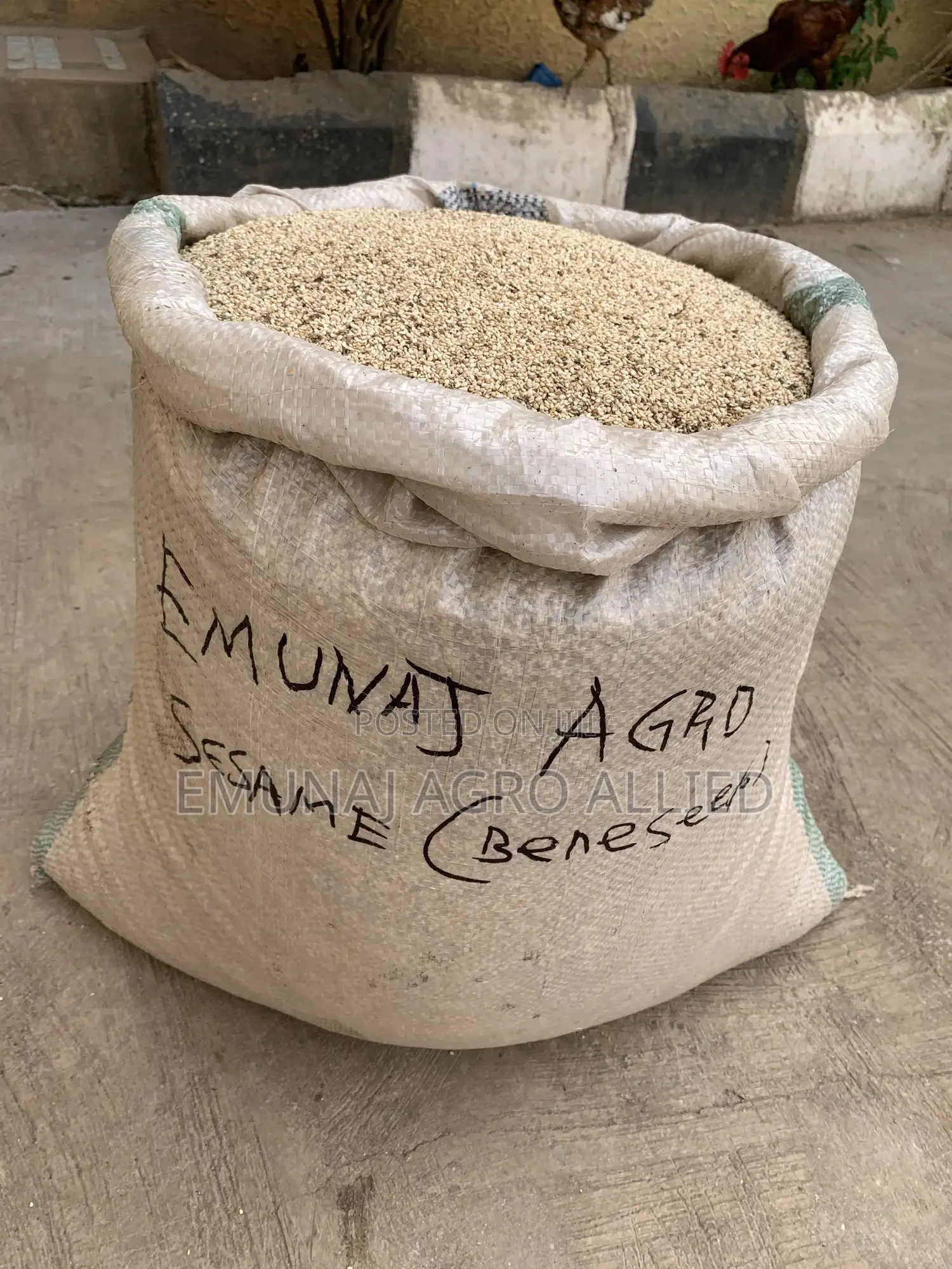 Sesame ( Beneseed )