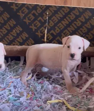 1-3 months Female Purebred Dogo Argentino