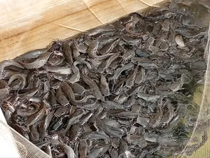 Milage Size Fish