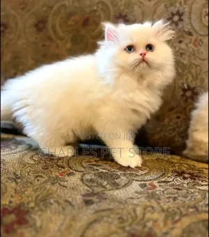 1-3 months Female Purebred Persian