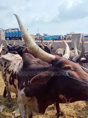 Healthy and Affordable Cows for Sale