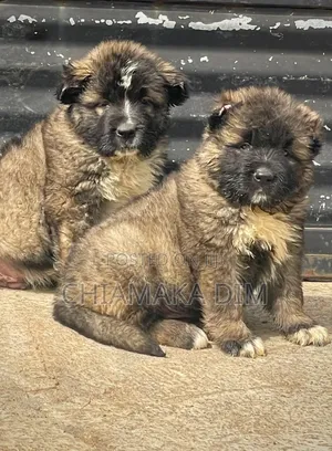 1-3 months Male Purebred Caucasian Shepherd