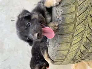 1-3 months Male Purebred German Shepherd