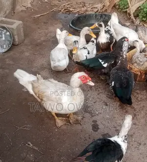 Matured Muscurvy Duck
