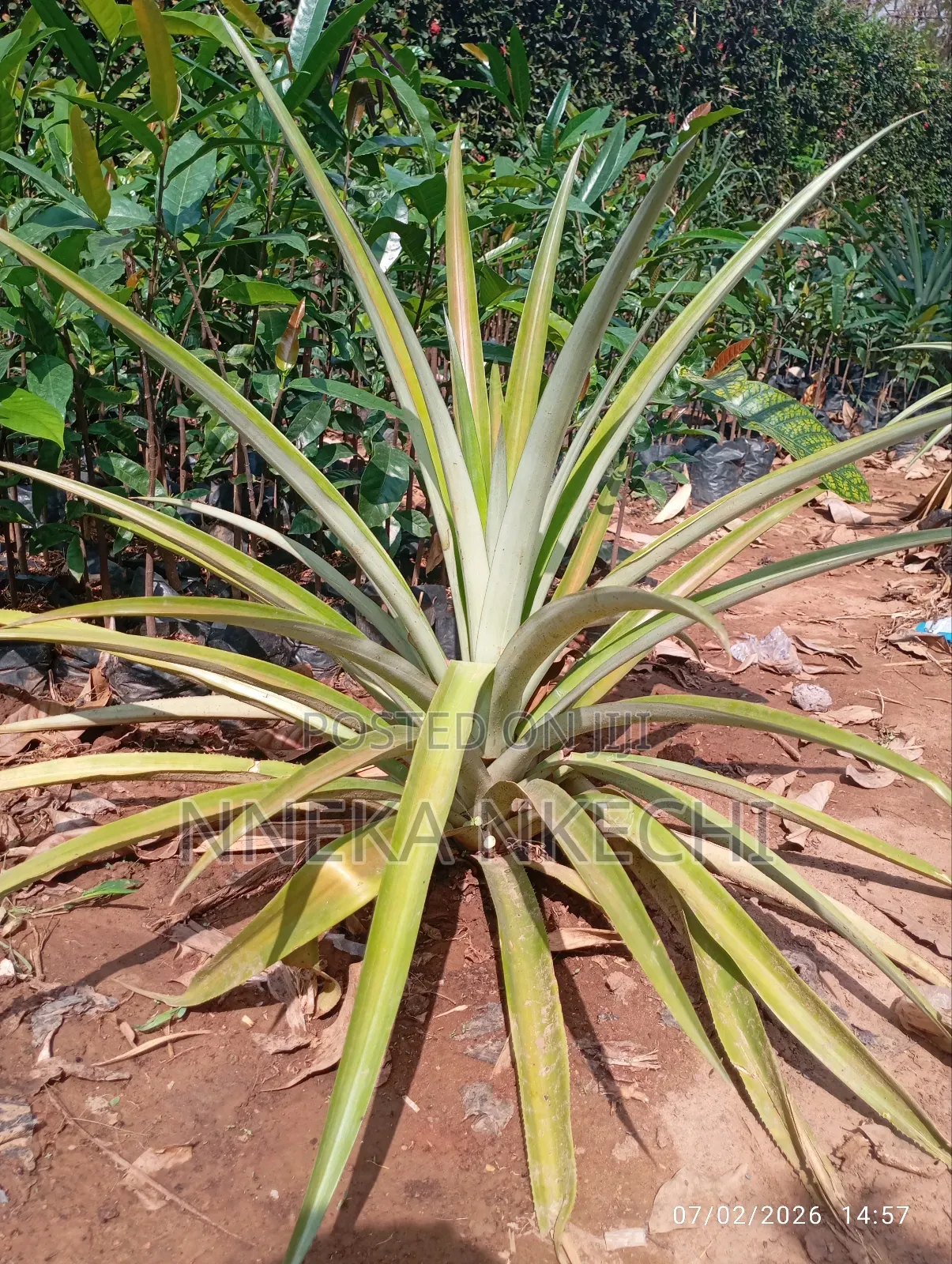 Pineapple Suckers