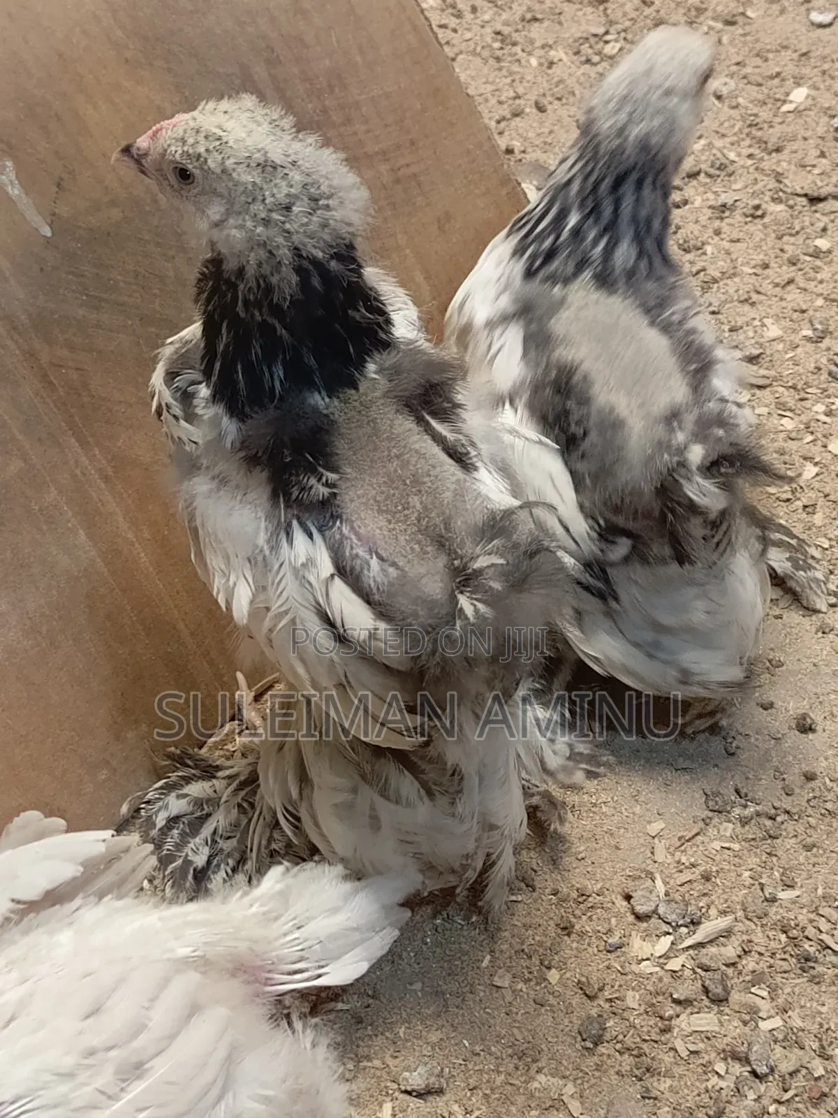 Brahmas Chicken