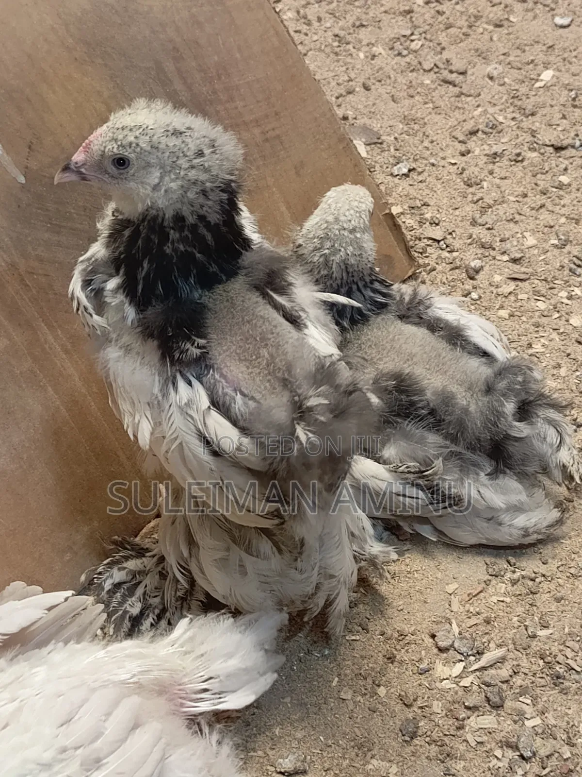 Brahmas Chicken
