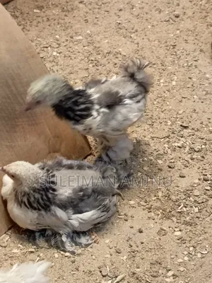 Brahmas Chicken