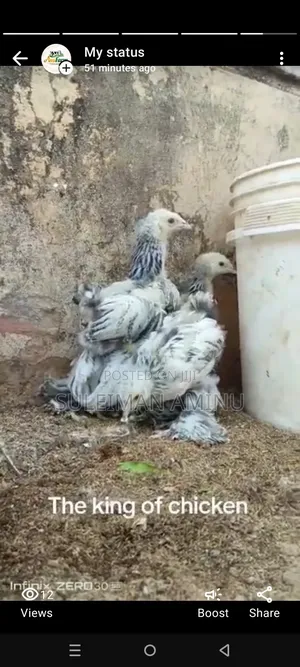 Brahmas Chicken
