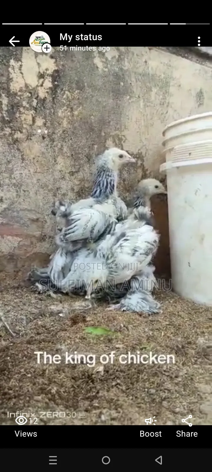 Brahmas Chicken