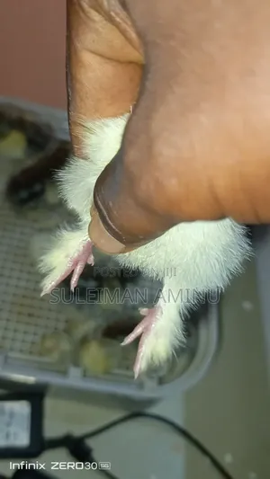 Brahmas Chicken
