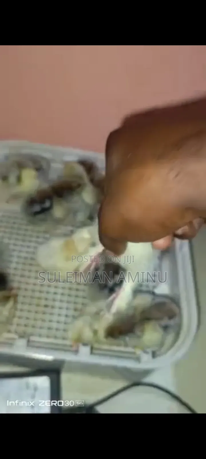 Brahmas Chicken