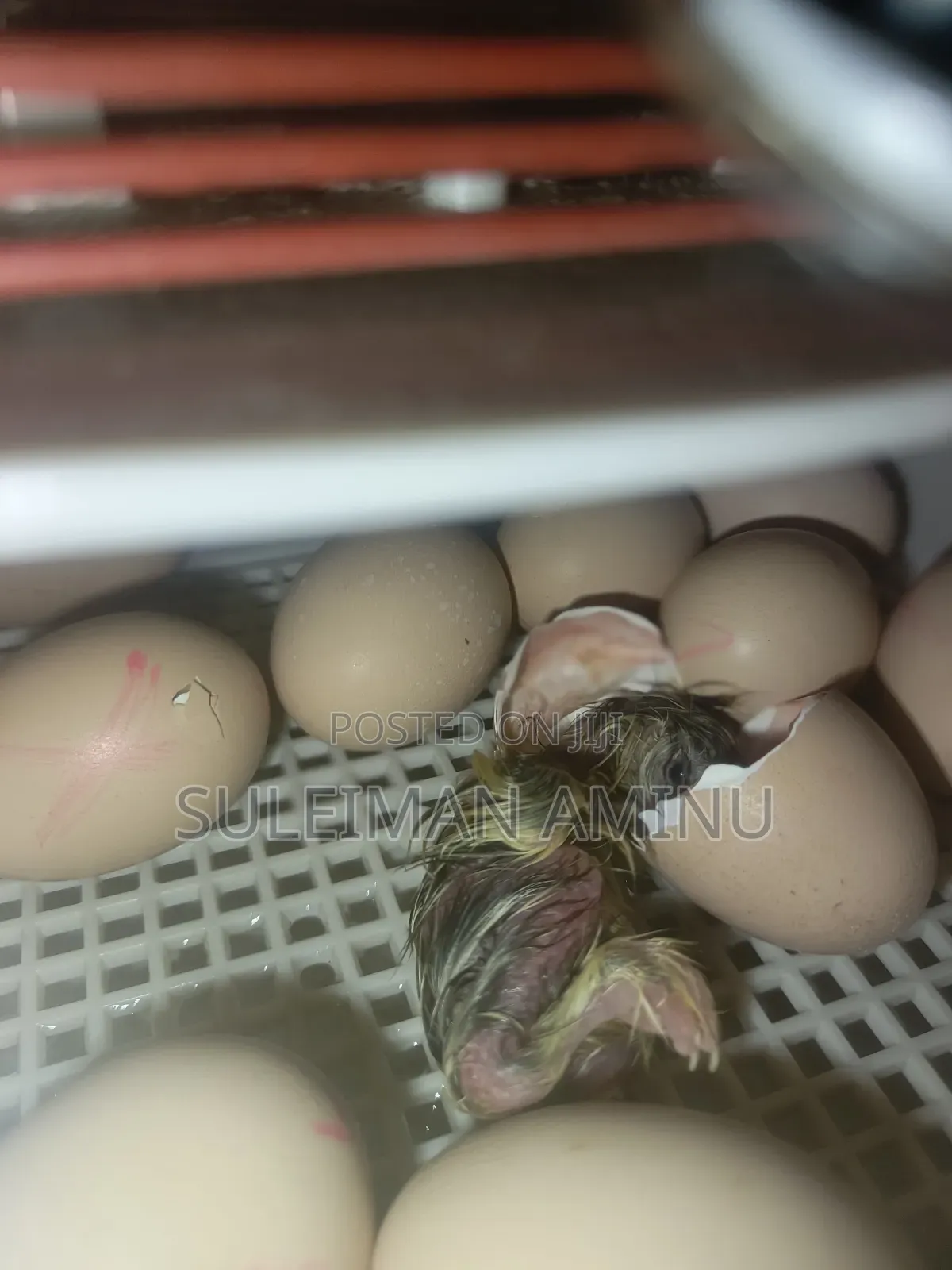 Brahmas Chicken