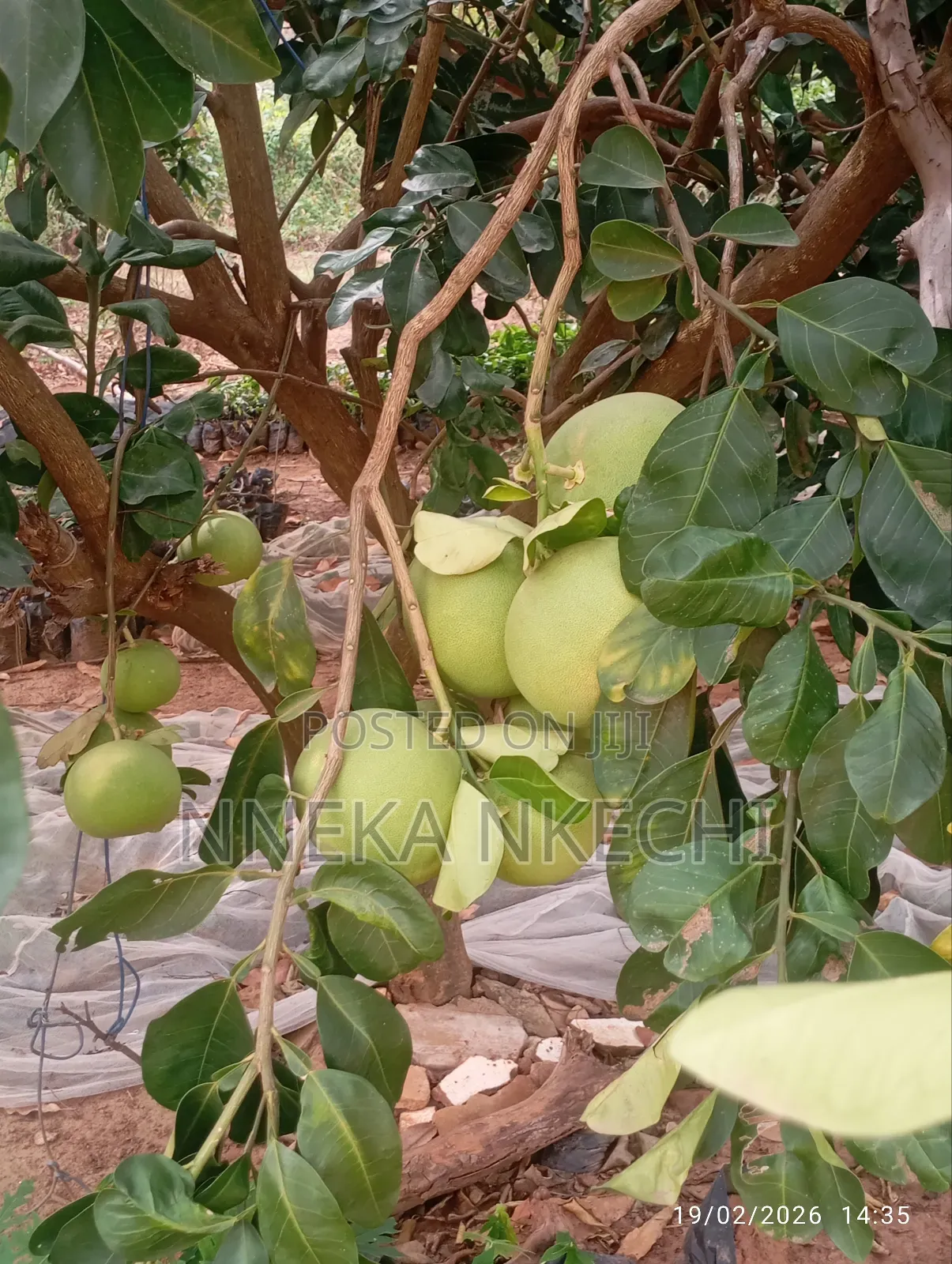Shardock Seedlings and Nurseries