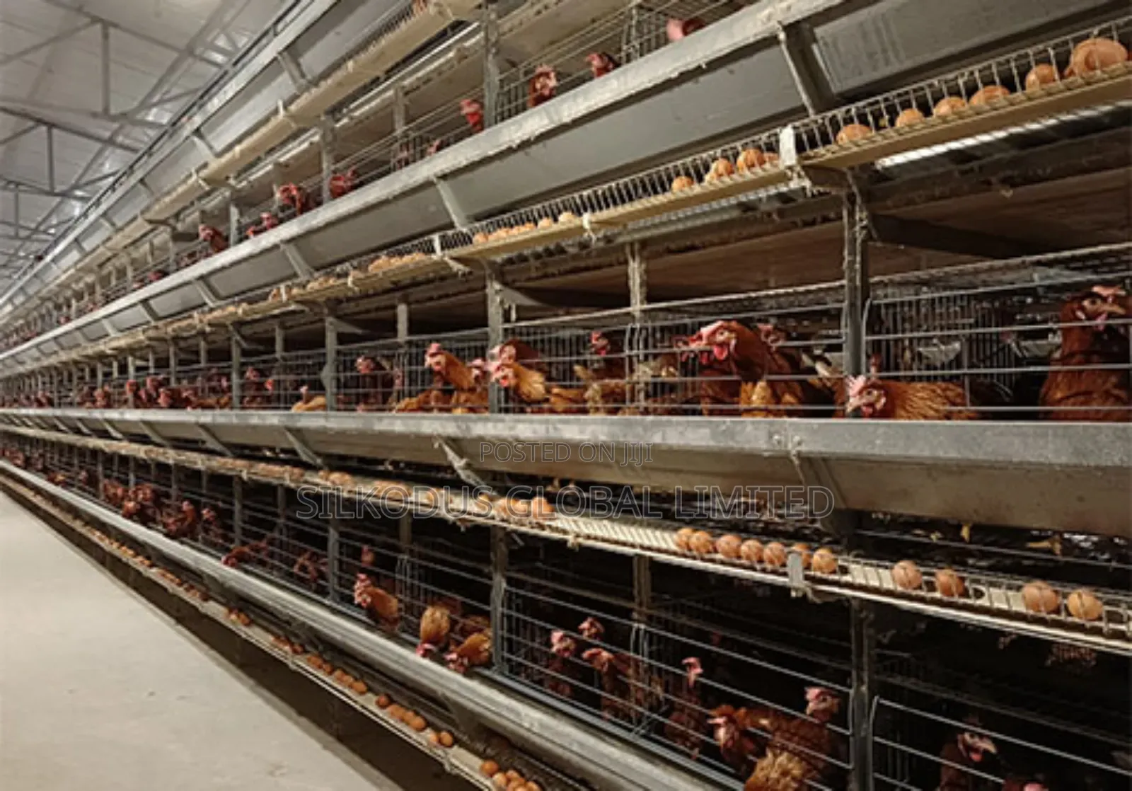 Automated Poultry Farm