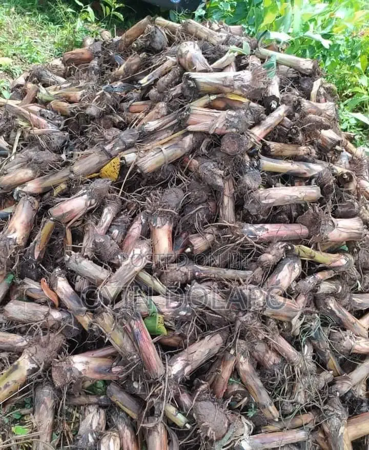 Plantain Suckers