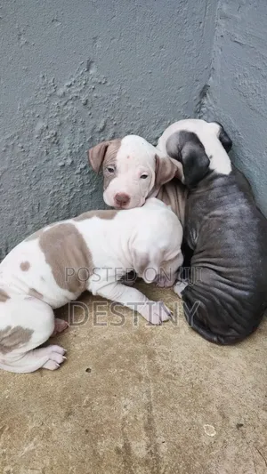 1-3 months Female Purebred American Pit Bull Terrier