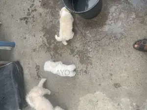 1-3 months Female Purebred Lhasa Apso