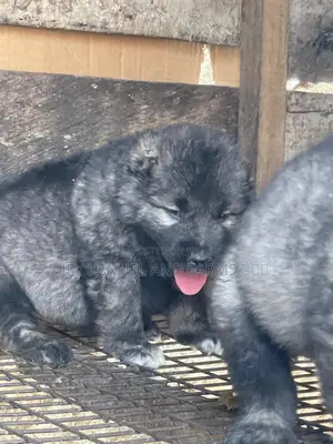 1-3 months Female Purebred Caucasian Shepherd