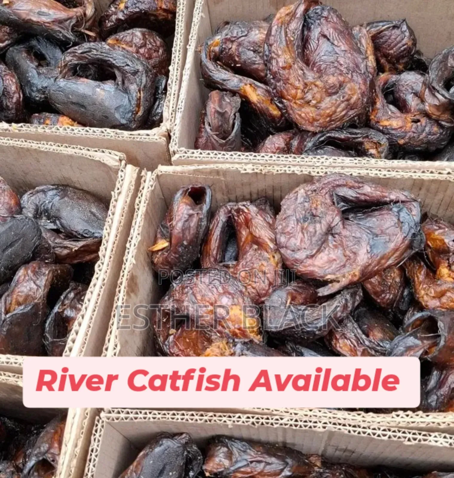 River Catfish