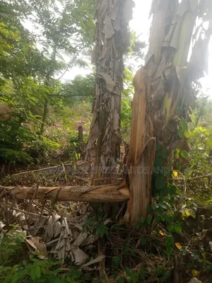 7 Acres of Farm Land for Sale Sanusi Ajanla Chi Farm Area