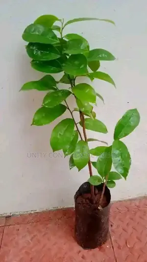 Hybrid Dwarf Soursop Seedlings Available