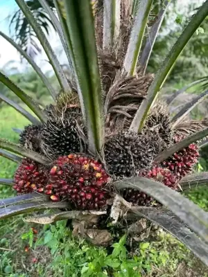 Supergene Oil Palm Seedlings Available