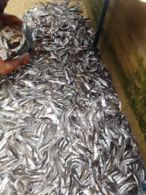 Fingerlings Juvenile Jumbo Size Catfish Available