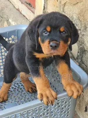 1-3 months Male Purebred Rottweiler