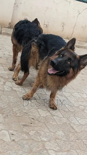 6-12 months Male Purebred German Shepherd