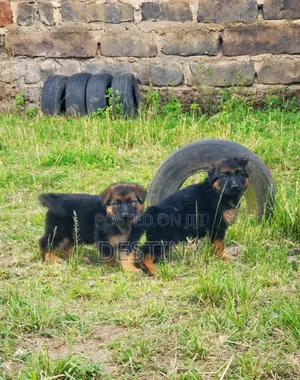 1-3 months Female Purebred German Shepherd