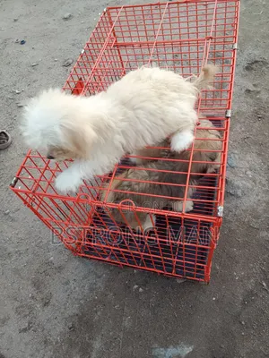 0-1 month Male Purebred Lhasa Apso