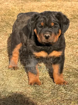 1-3 months Female Purebred Rottweiler