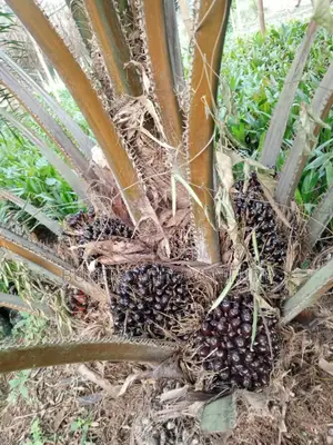 Invest in Your Future With Our High-Yield Palm Oil Seedlings.