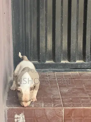 1-3 months Female Purebred American Bully