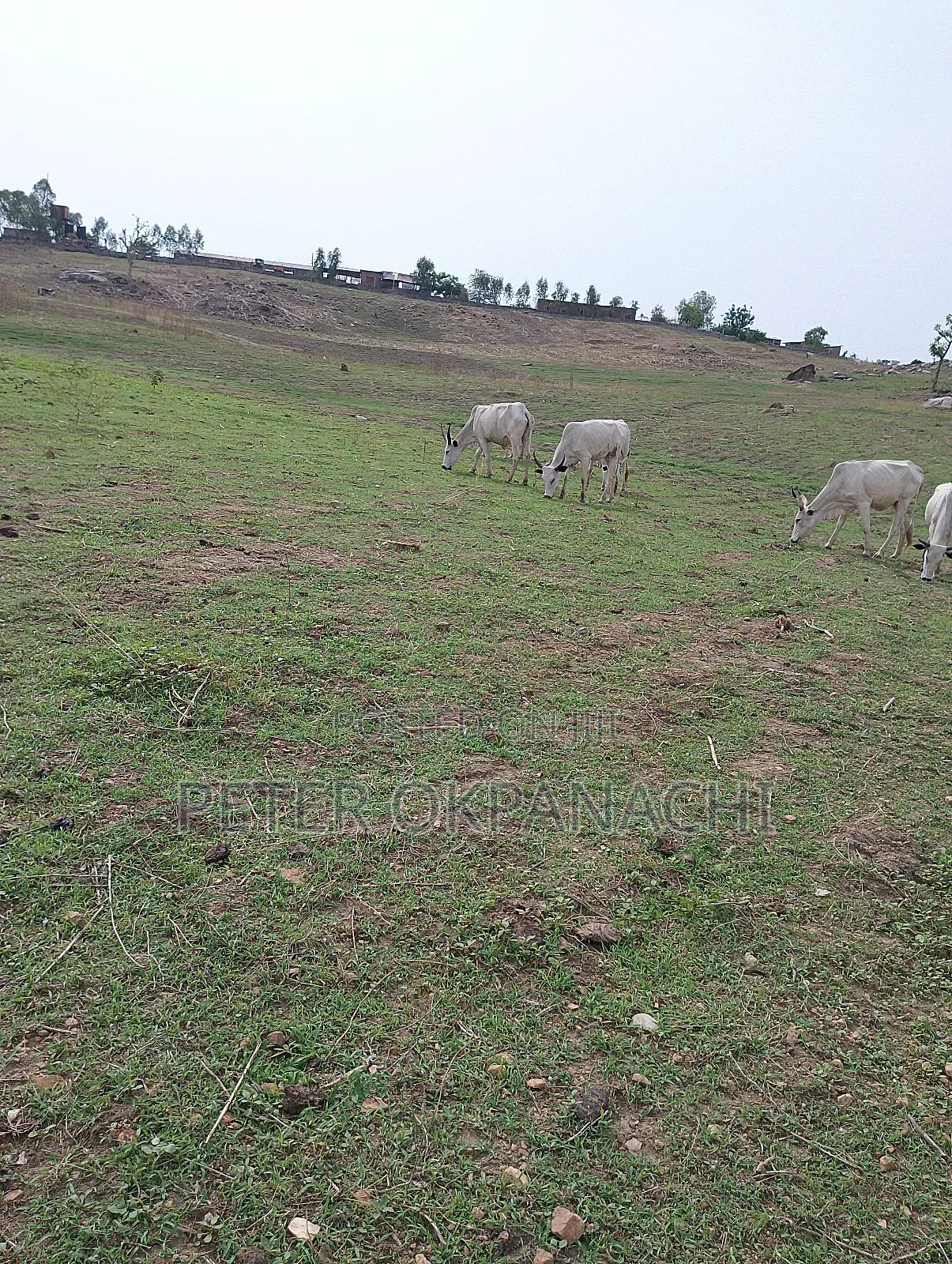 Agricural Land for Lease