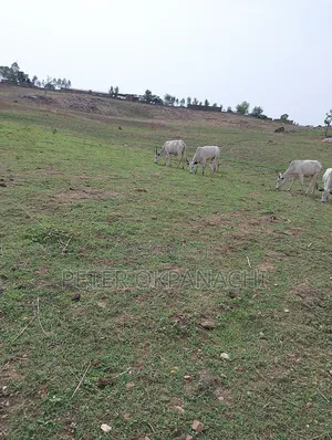 Agricural Land for Lease