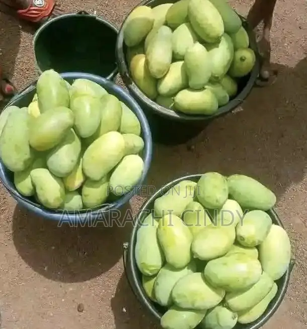 Fresh Mangoes