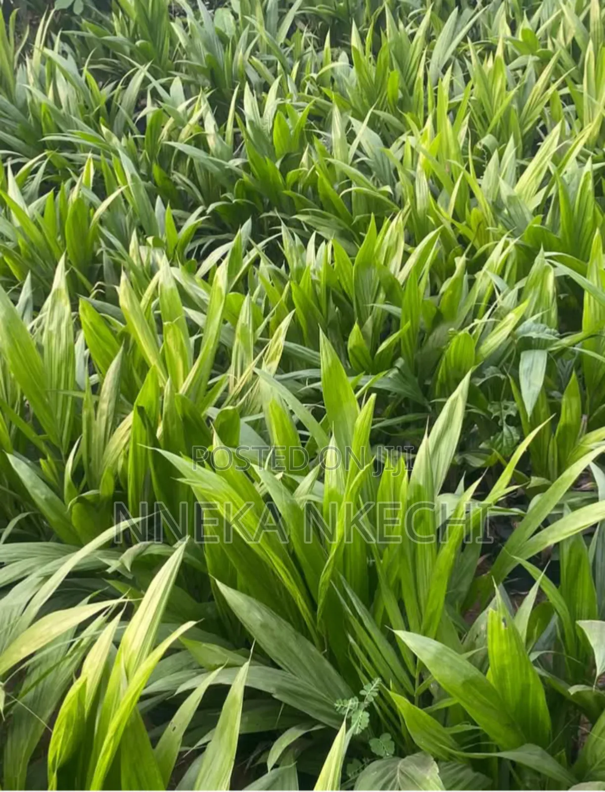Palm Seedlings
