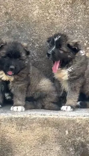 1-3 months Male Purebred Caucasian Shepherd