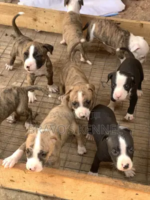 1-3 months Female Purebred American Pit Bull Terrier
