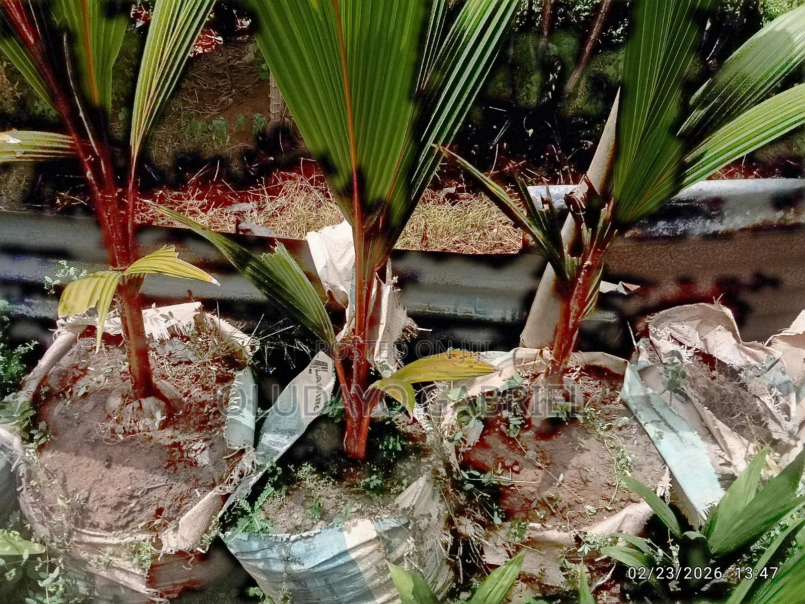 Dwarf Coconut Seedlings