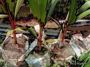 Dwarf Coconut Seedlings