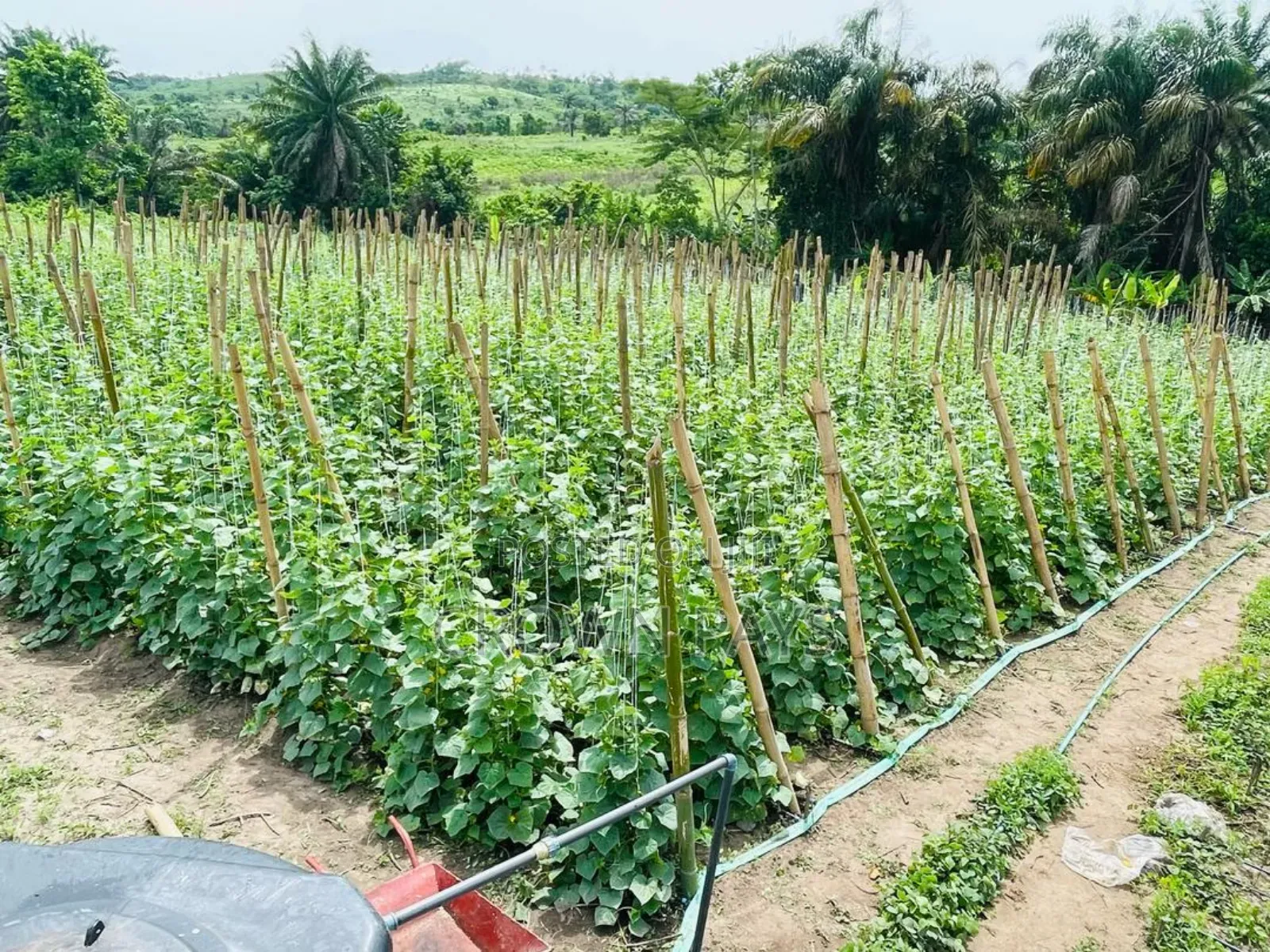 Farm Manager