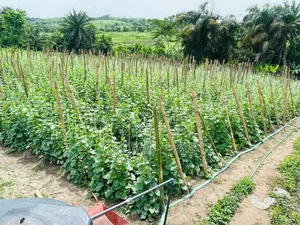 Farm Manager