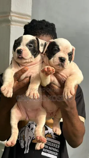 1-3 months Female Purebred American Bulldog