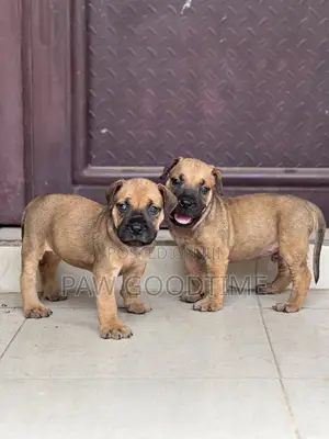 1-3 months Female Purebred Boerboel