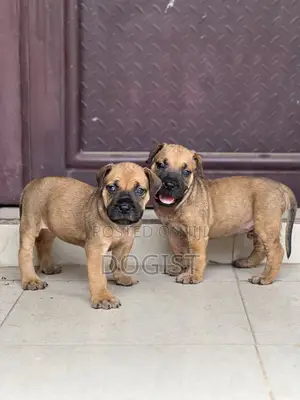 1-3 months Female Purebred Boerboel