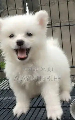 1-3 months Male Purebred American Eskimo